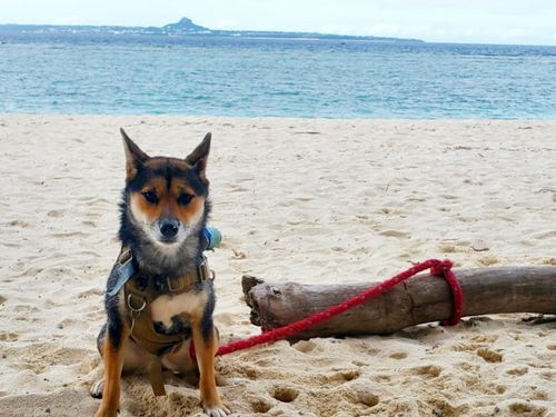 瀬底島で青い海を見ながら散歩