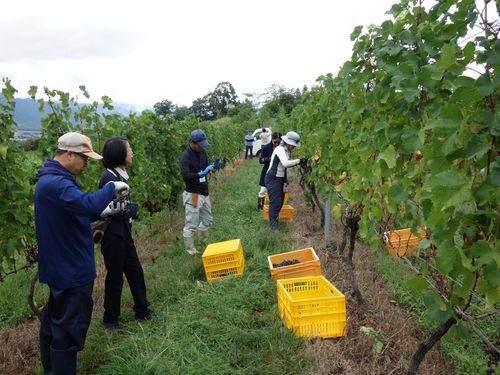 ワイン用ブドウ収穫の様子。気軽に参加できるイベントや援農コミュニティが多数ある。