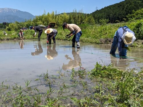 地域の仲間との田植え