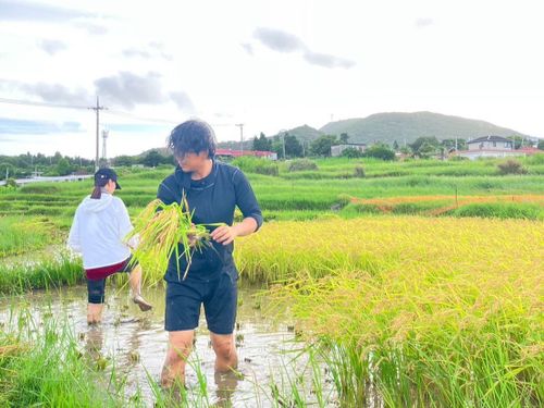 久米島の棚田での稲刈り作業