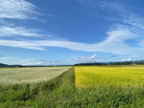 町には自然豊かな景色が広がっています。