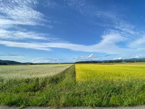 そばと稲が並ぶ大石田町ならではの風景
