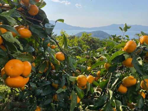人生を変えたみかんとの出会い🍊