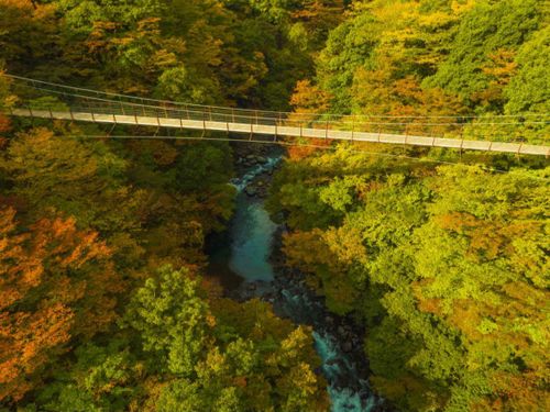 紅葉に包まれた渓谷を渡る吊り橋。眼下には澄んだ清流が流れる