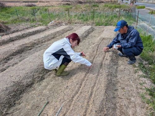 ベリー農家・清水さんの自家栽培用の畑にお邪魔し、種まきや間引きなどを体験