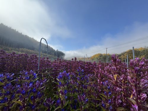 ここでしか見られない景色があります（八幡平市）