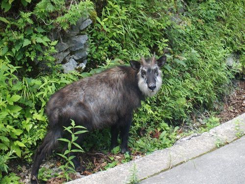 ガイドと行くから安心🏔山の動物たちにも会えるかな？