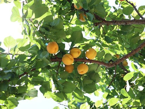 鳩山町で栽培されているあんず