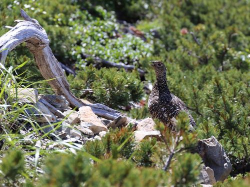 ガイドと行くから安心🏔山の動物たちにも会えるかな？