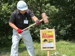 イノシシ捕獲用箱わな設置時の注意看板を設置する担当職員