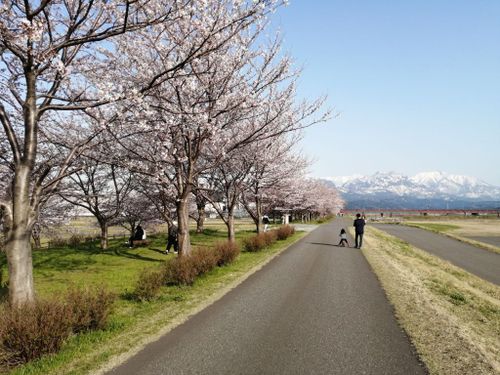 春・雪山の稜線をバックに桜とのコントラストが最高