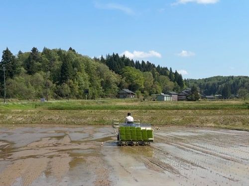 5月の田植えの様子