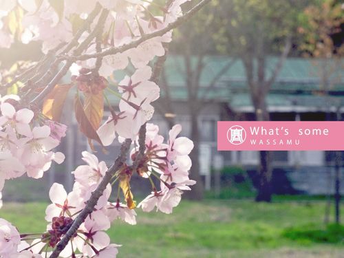 和寒の名所！塩狩駅と一目千本桜