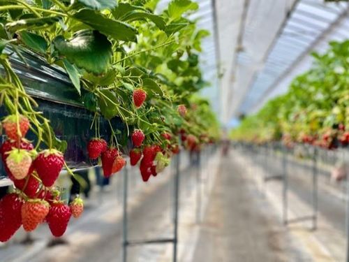 クリスマスケーキ🍰に載るいちごは秋に苗を植えます🍓