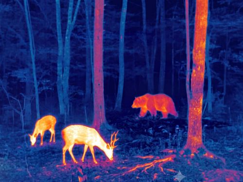 赤外線カメラでの夜間の動物調査イメージ