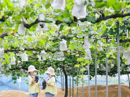 竜王町は食材の宝庫