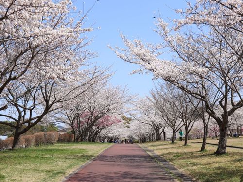 春の市内公園