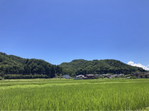夏の色～青空と濃い緑🌾