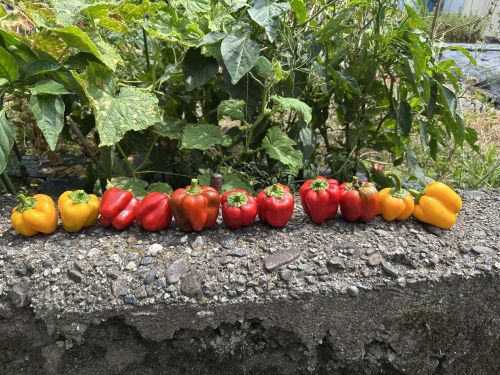 島のお母さん方のおかげで収穫できたパプリカ11人兄弟。