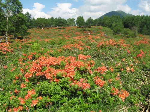 湯の丸高原に広がるレンゲツツジ
