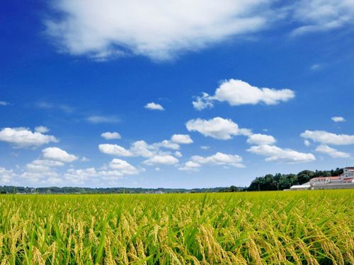 多古の大地に広がる稲穂とライスセンター