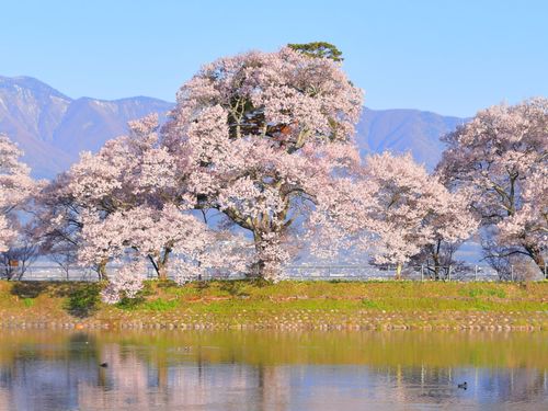 もすうぐ桜の季節、ぜひ伊那市へお越しください