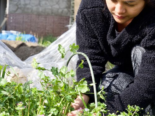 栽培する野菜もどんどん増えている。新鮮で香りも強い