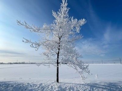 雪景色