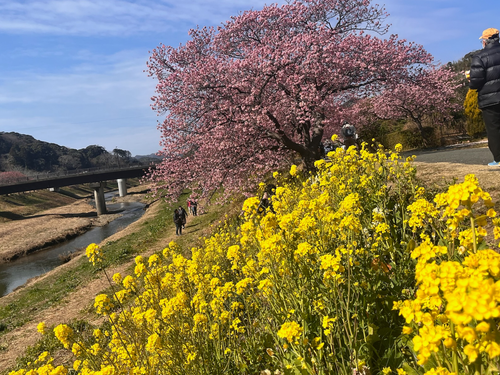 青野川沿いの河津桜と菜の花