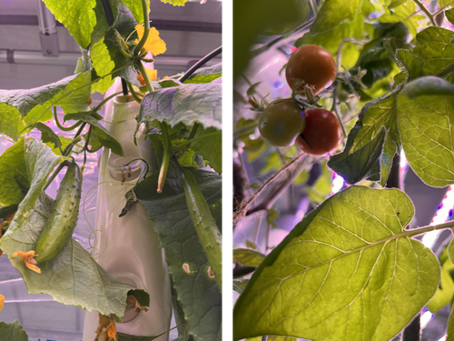 キュウリやトマトなどはお手のもの
