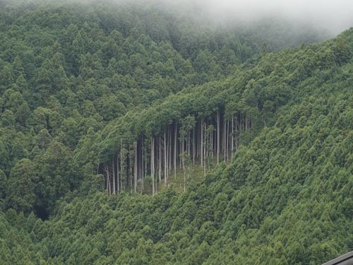 川上村の森林面積は村の約95％を占めています。その内７割は吉野杉・檜なんです。