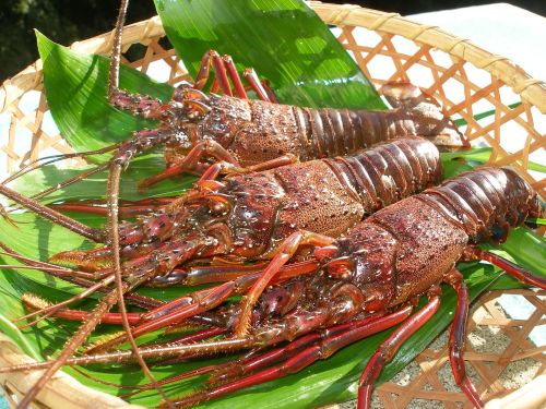 県内漁獲高１位！！　伊勢海老