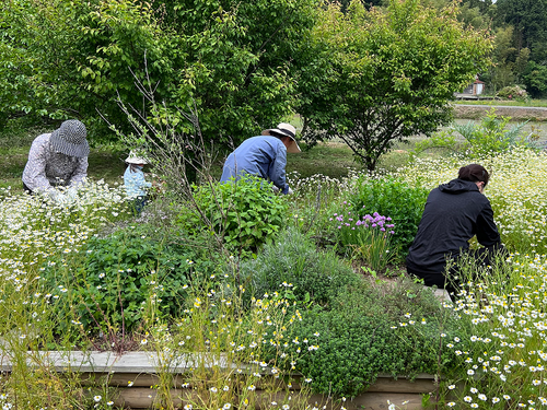 地域づくり団体の様子（くまの地域づくり協議会「薬草とハーブ　くまのプロジェクト）