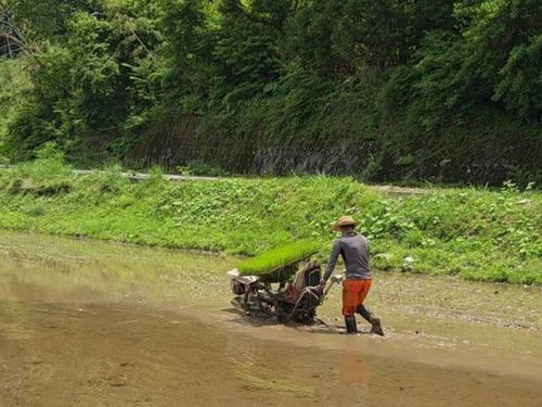 人生初の田植え