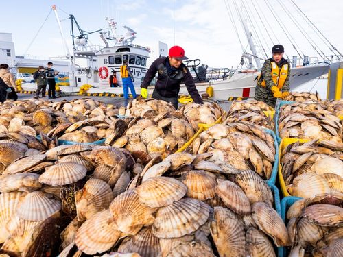 野付の海が育む「海の宝物」。かごいっぱいのホタテは、鮮度もボリュームも満点です。