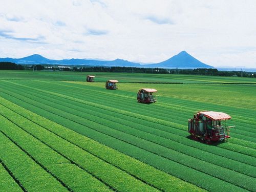 ゲストの暮らす南九州市＿知覧茶畑
