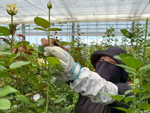 南大隅の多様な農業を、現場でたっぷり感じられます！写真はバラのハウスでの作業です