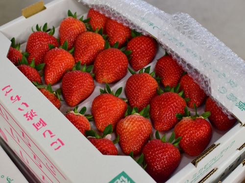 町内の他のいちご農家さんとも提携し、1年中いちごが出荷できる体制を構築。
