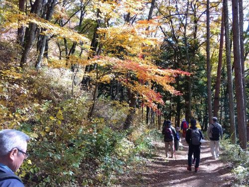 ※中山道鳥居峠でのトレッキングと紅葉の様子