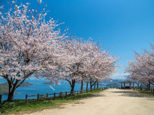 春の紫雲出山