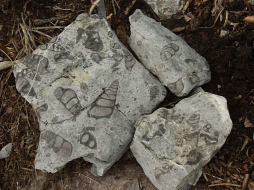 霧立山地で出土する化石群