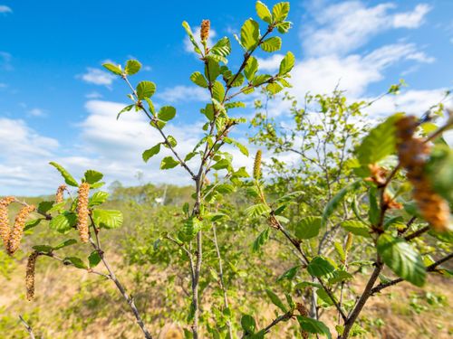 冒頭とこの写真が「ヤチカンバ」。群落地は国内に2か所という貴重な植物です。