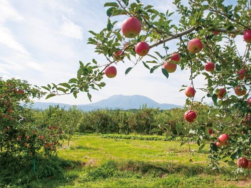 飯綱町の基幹産業である「りんご」