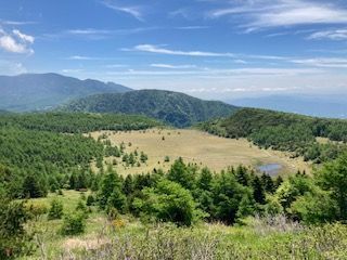 池の平湿原は、特有の気候と地形により多様な動植物が混在する自然の宝庫です🍃