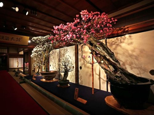 長浜の春といえば盆梅展！