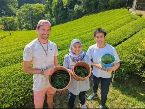 新宮茶のお茶摘み体験
