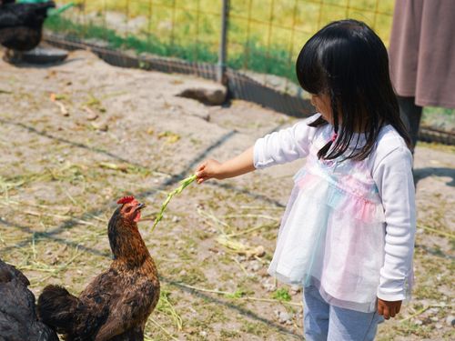 親子向けイベントでは、小さなお子さんも怖がらずに鶏に餌やり！