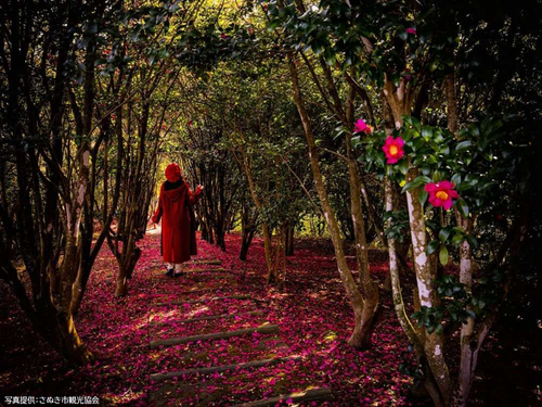 山茶花が遊歩道を美しい紅の道を作る、「みろく自然公園」