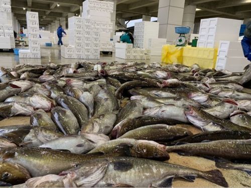 牛滝漁港に水揚げされたタラ。発砲スチロールの箱が渦高く積まれていく様は圧巻！