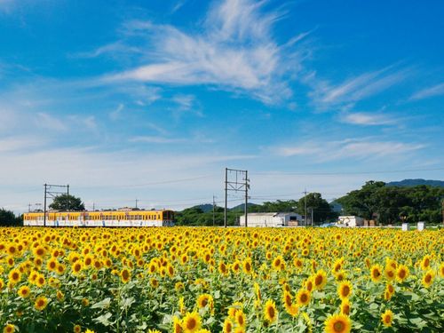 市辺駅－平田駅間のひまわり畑を走る近江鉄道